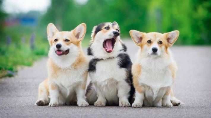 Chó Corgi Pembroke Wales