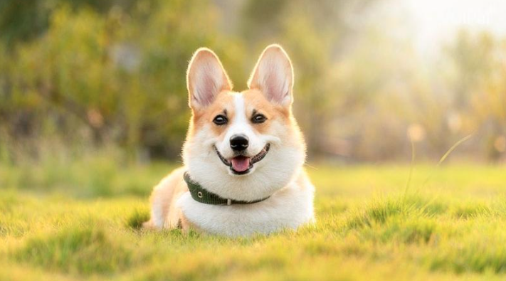 Chó Corgi Pembroke Wales