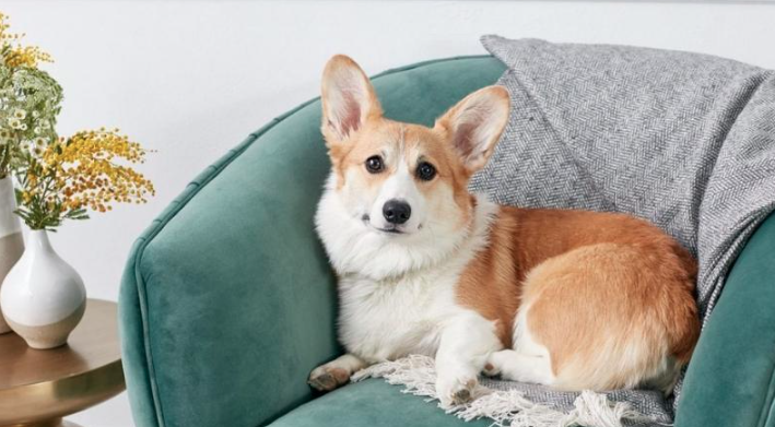 Chó Corgi Pembroke Wales