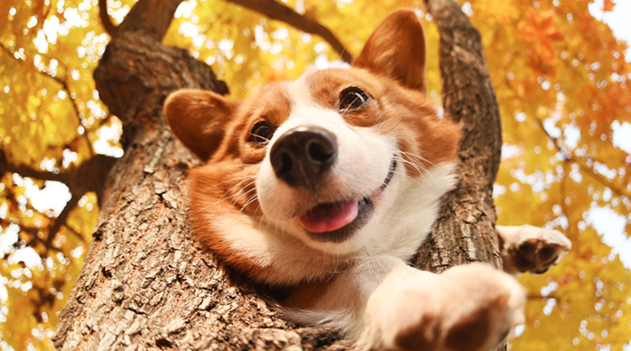 Chó Corgi Pembroke Wales