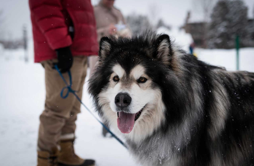Giống chó thuần chủng Alaska