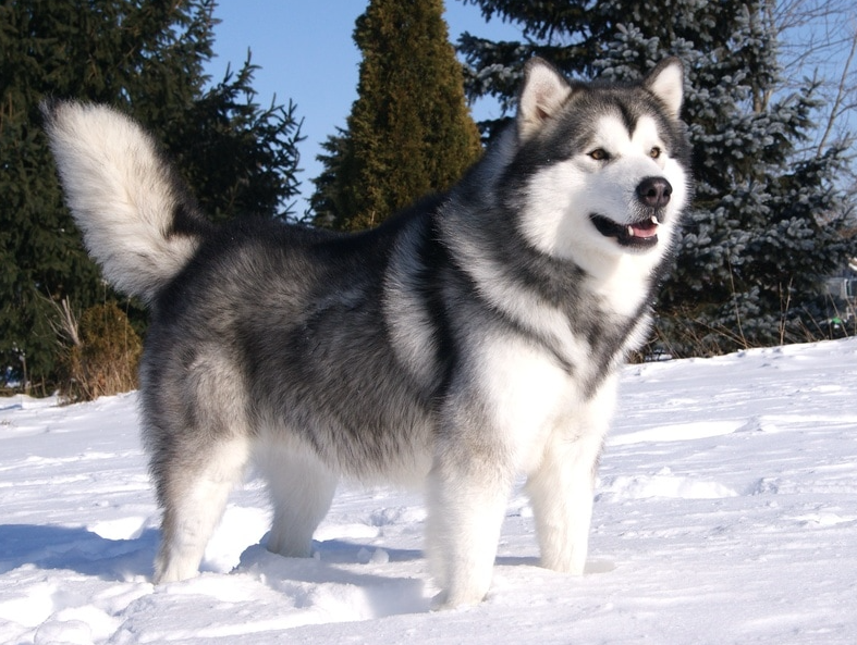Giống chó thuần chủng Alaska