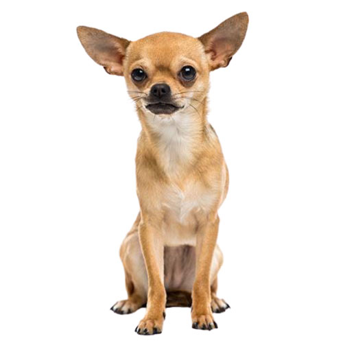 Giống Chó Chihuahua Thuần Chủng Làm Thú Cưng