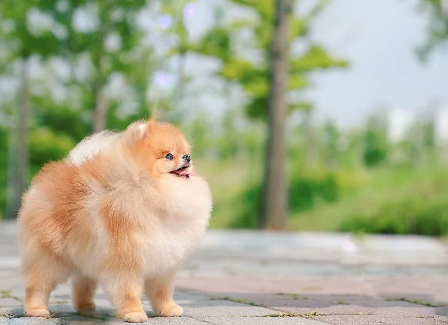 Chó Phốc Sóc Pomeranian Pom Thuần Chủng