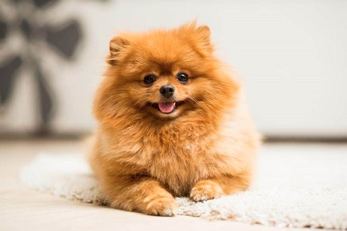 Chó Phốc Sóc Pomeranian Pom Thuần Chủng