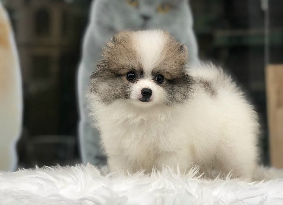 Chó Phốc Sóc Pomeranian