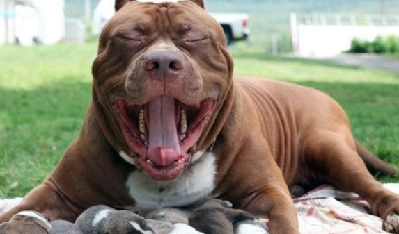 Chó Pitbull Terrier American Staffordshire Mũi Xanh Đỏ