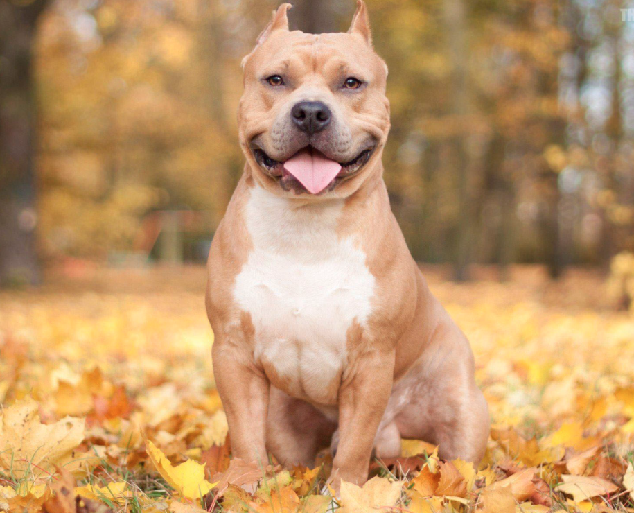 Chó Pitbull Terrier American Staffordshire Mũi Xanh Đỏ