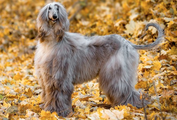 Chó Afghan Hound