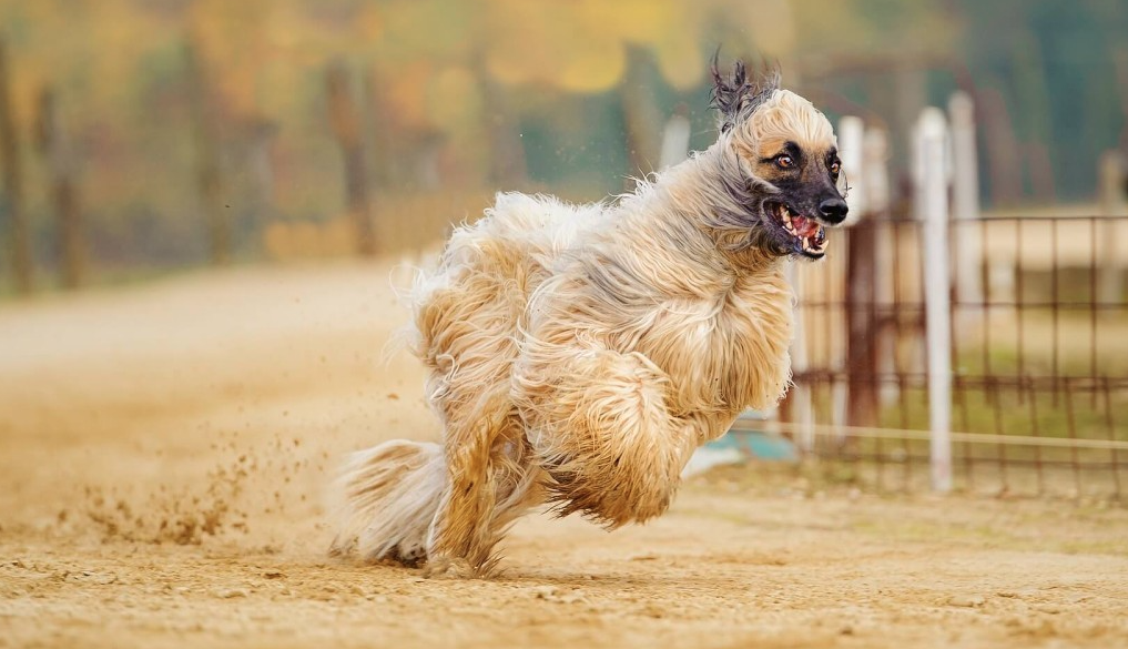 Chó Afghan Hound
