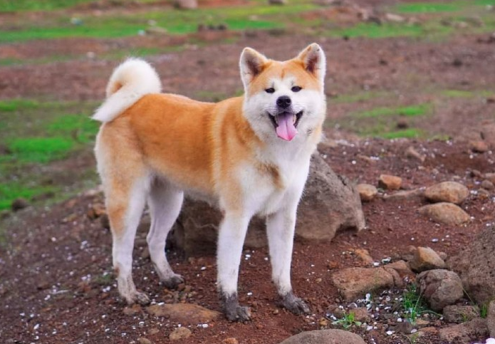 Chó Akita Inu