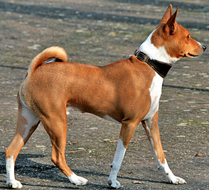 Chó Basenji
