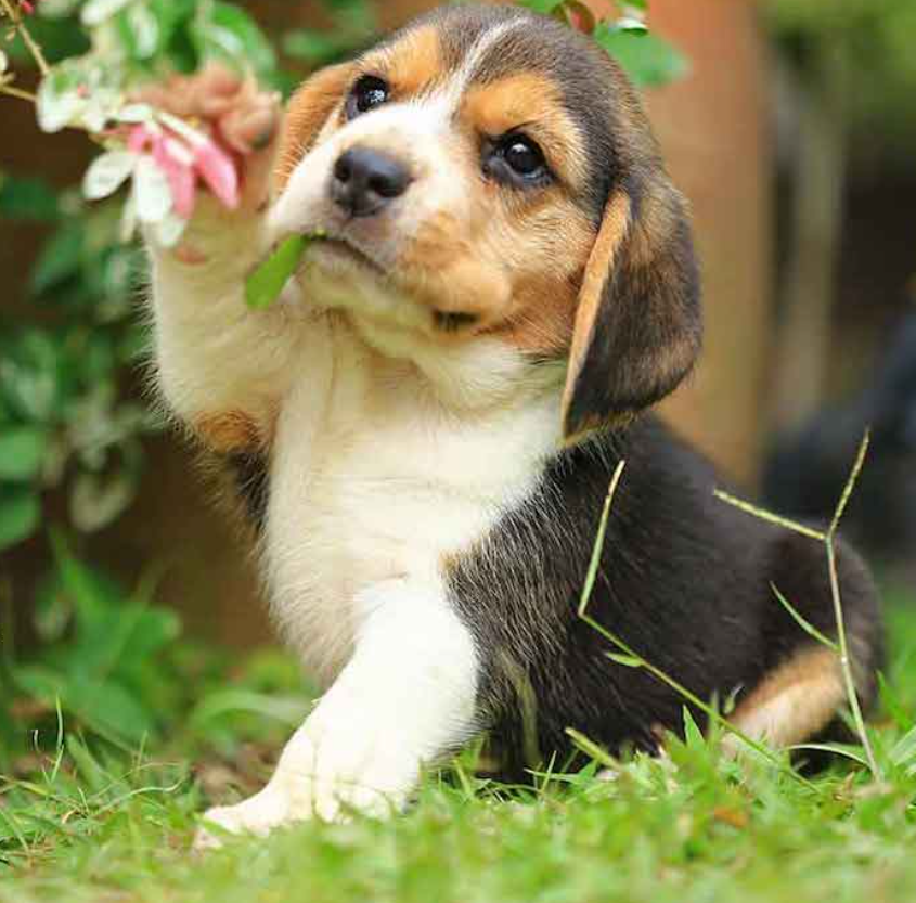 Chó Beagle 