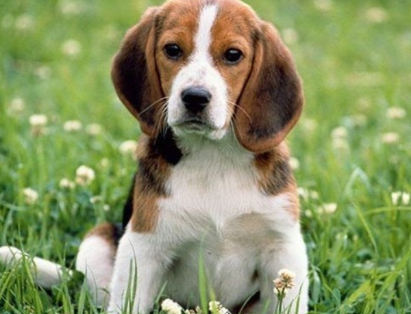 Chó Beagle 