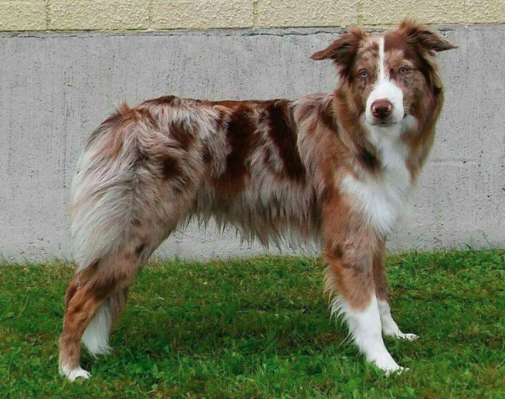 Chó Border Collie