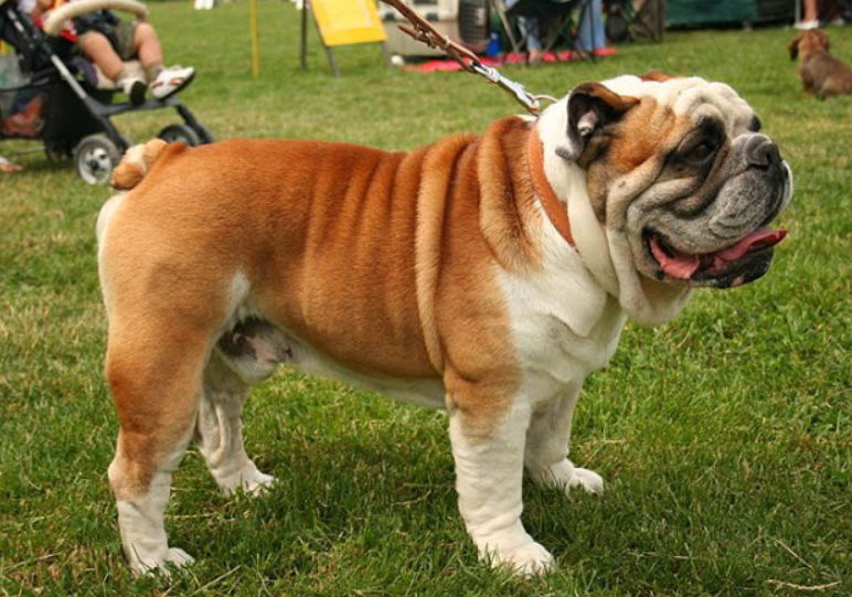 Giống chó bulldog chó bò mặt xệ biến thể từ pit bull