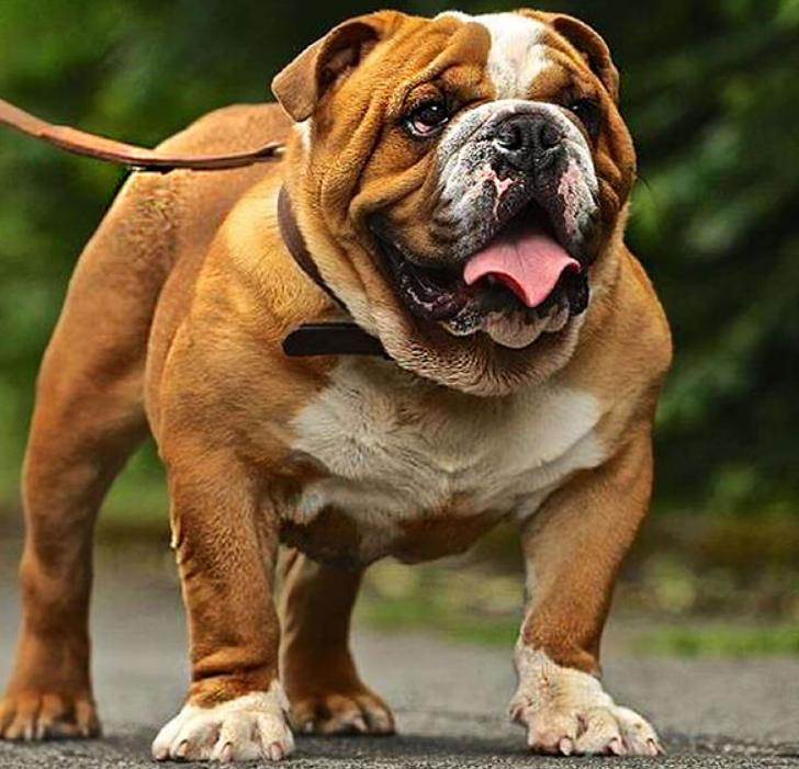 Giống chó bulldog chó bò mặt xệ biến thể từ pit bull