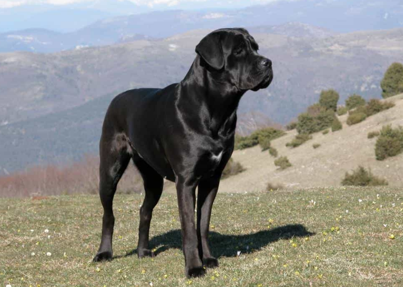 Chó Cane Corso