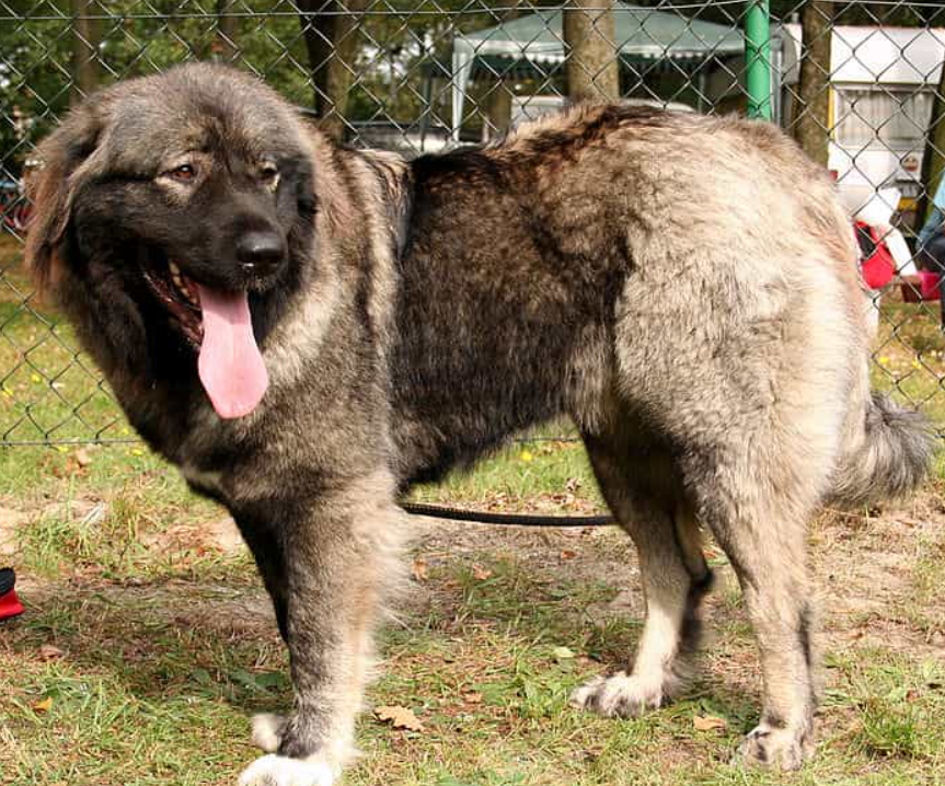 Chó Caucasian Shepherd