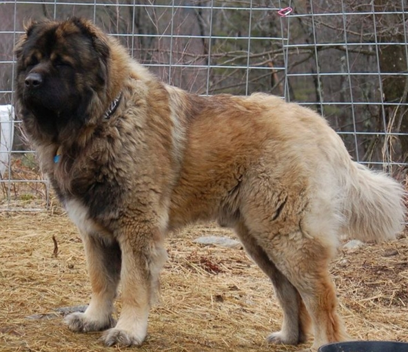 Chó Caucasian Shepherd