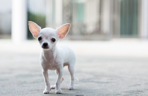 Chó Chihuahua
