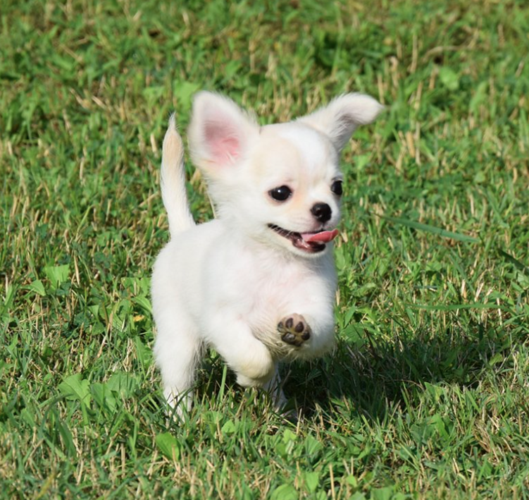 Chó Chihuahua Chiwawa Techichi Thuần Chủng