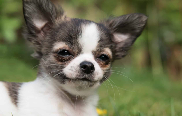 Chó Chihuahua Chiwawa Techichi Thuần Chủng
