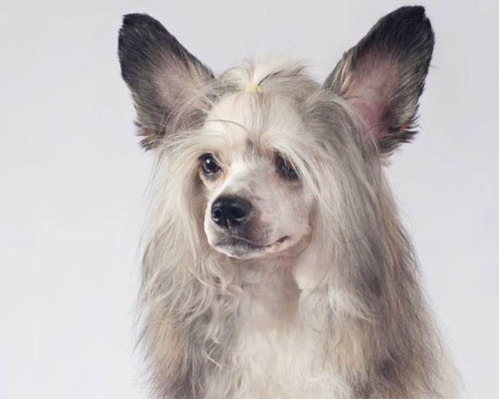Chó Chinese Crested 