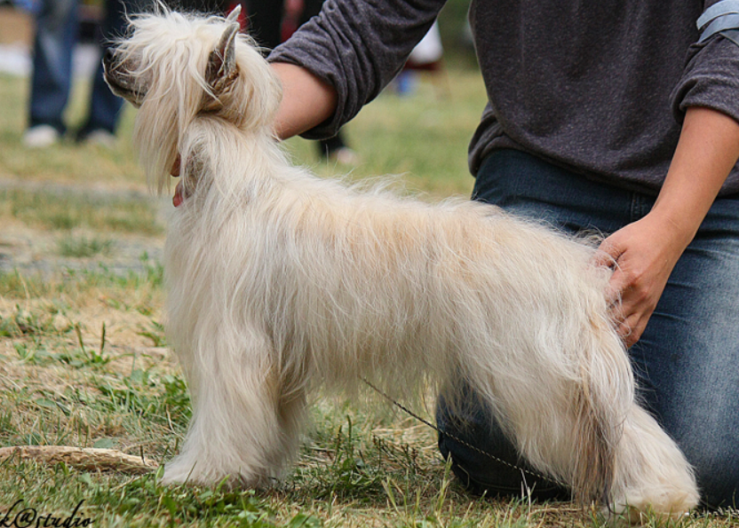 Chó Chinese Crested 