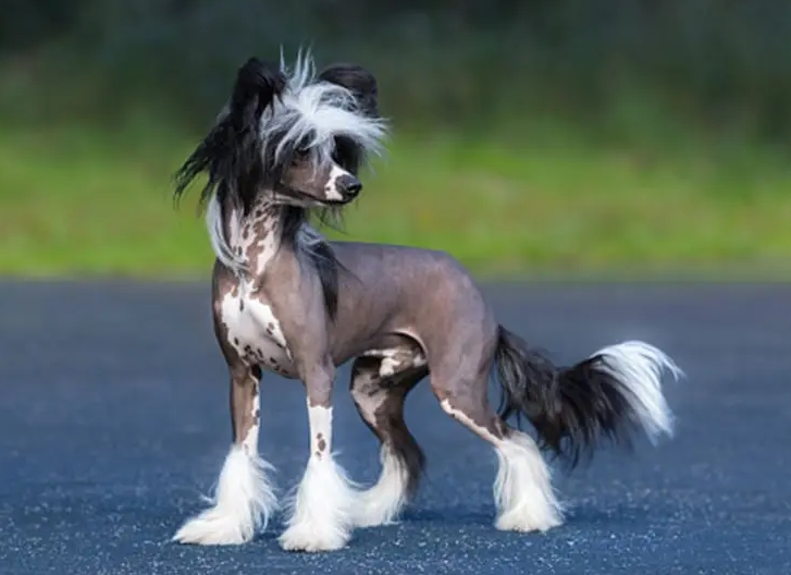 Chó Chinese Crested
