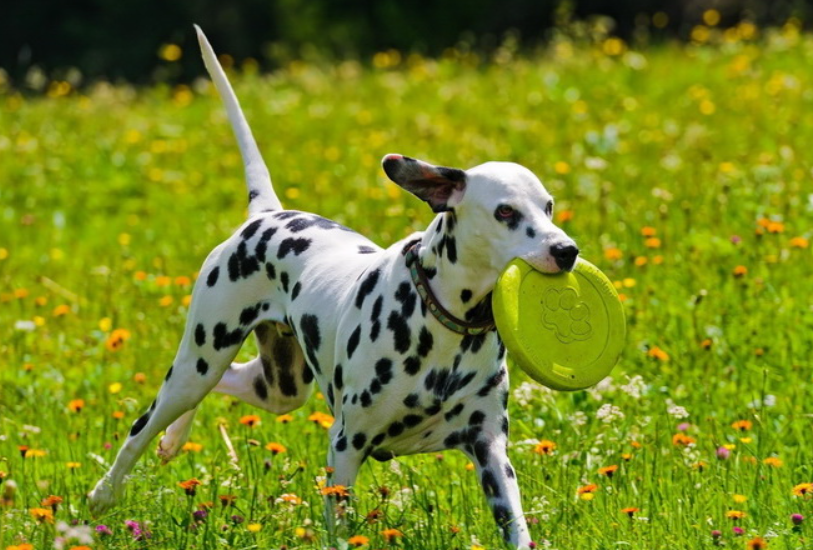 Chó Đốm Dalmatian