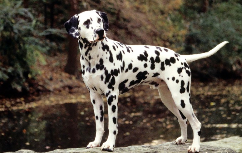 Chó Đốm Dalmatian