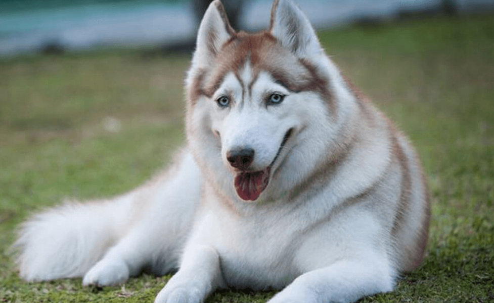 Chó Husky Siberian Thuần Chủng Mặt Ngáo Ngơ