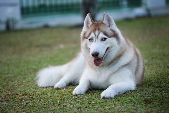 Chó Husky Siberian