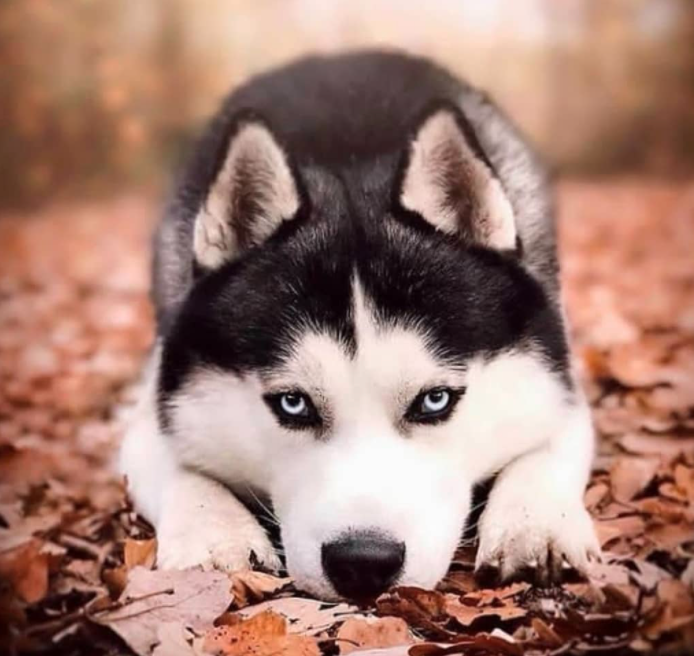 Chó Husky Siberian