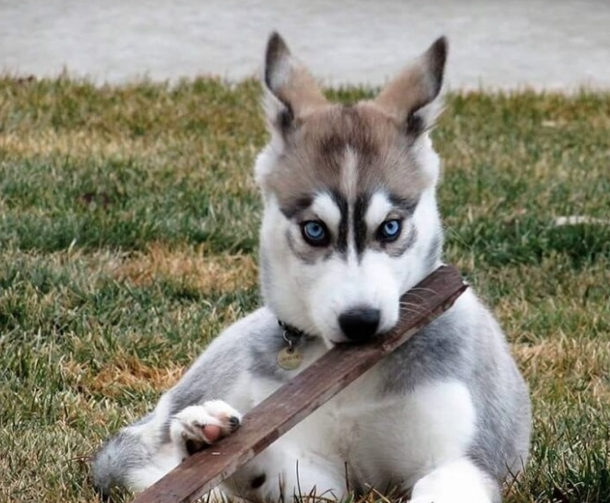 Chó Husky Siberian Thuần Chủng Mặt Ngáo Ngơ