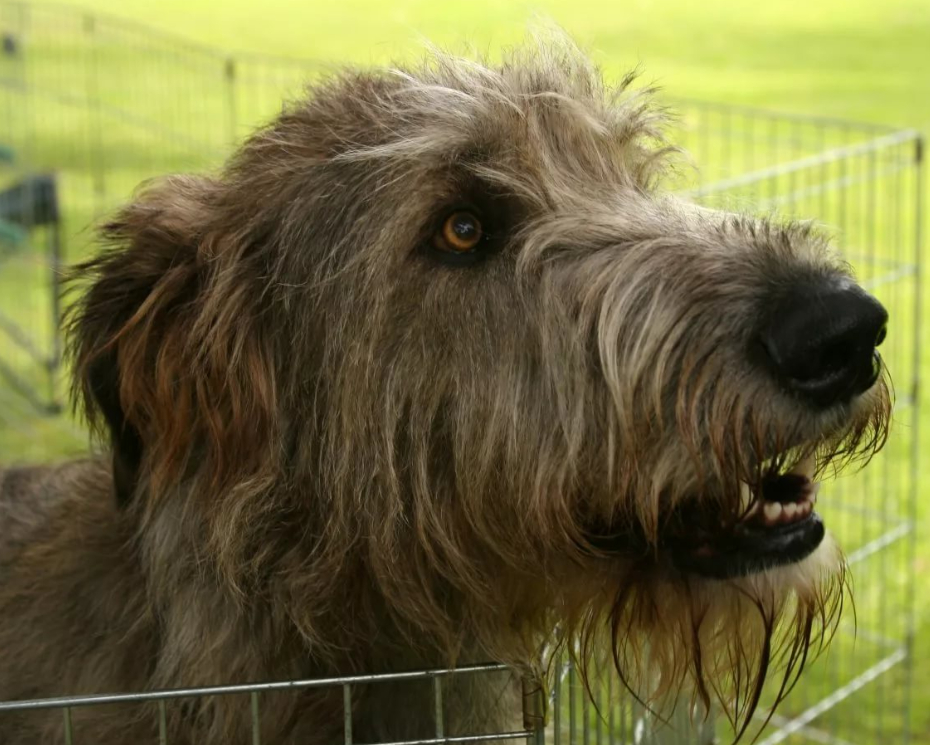 Chó Irish Wolfhound