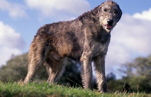 Chó Irish Wolfhound