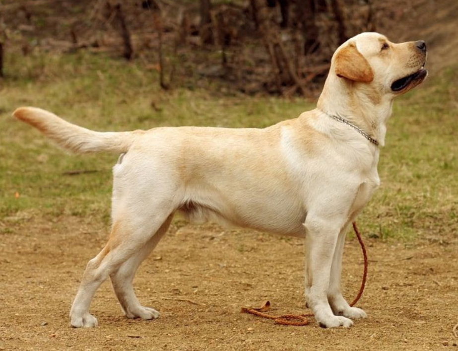 Chó Labrador