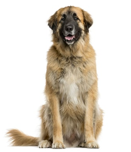 Chó Leonberger