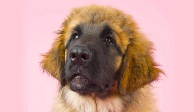 Chó Leonberger
