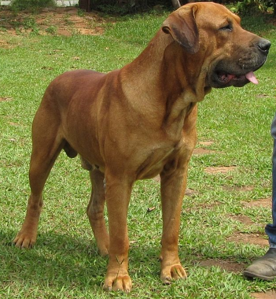 Chó Ngao Brasil