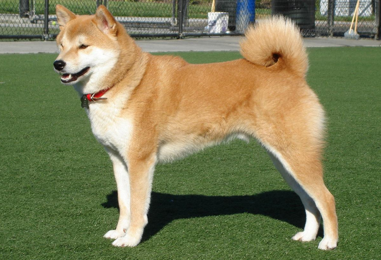 Chó Shiba Inu