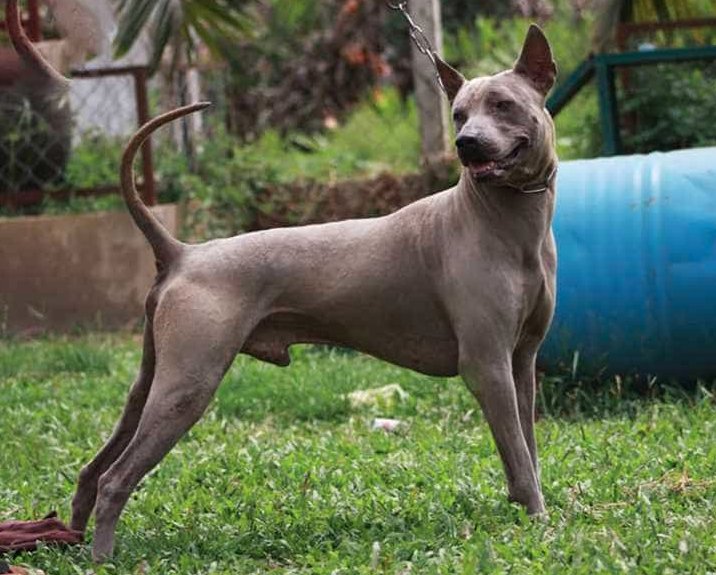 Chó Xoáy Thái Lan