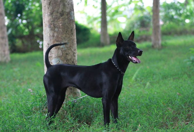 Chó Xoáy Thái Lan