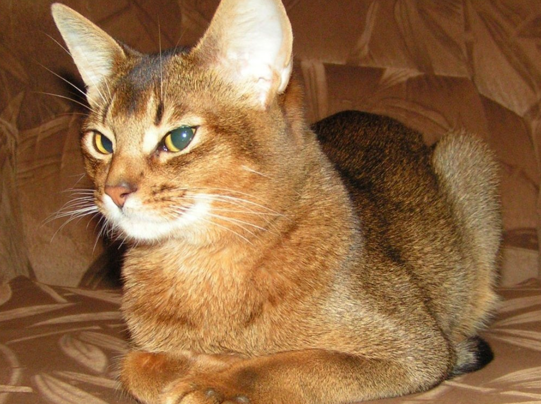 Mèo Abyssinian