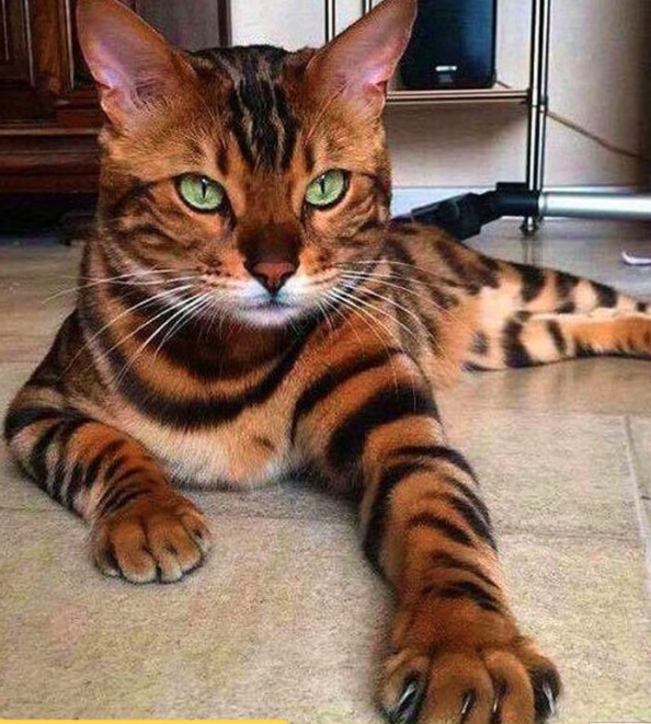 Mèo Bengal
