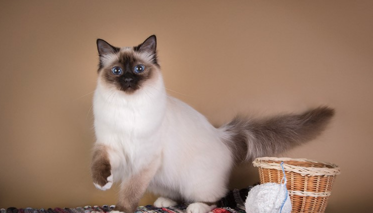 Mèo Birman