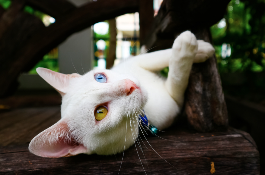 Mèo Khao Manee