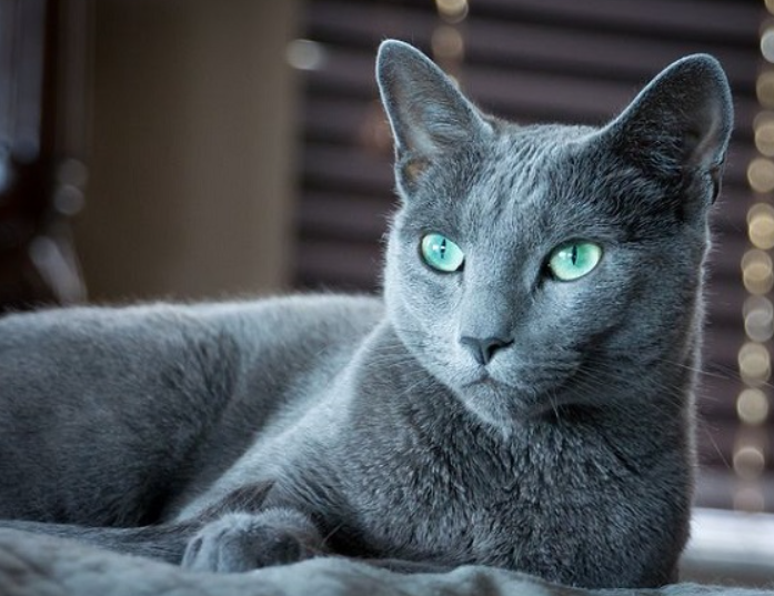 Mèo Russian Blue